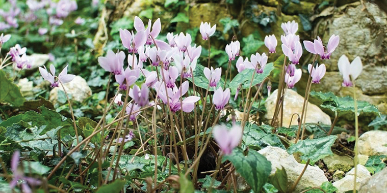 08-Cyclamen-Hederifolium.jpg (322 KB)